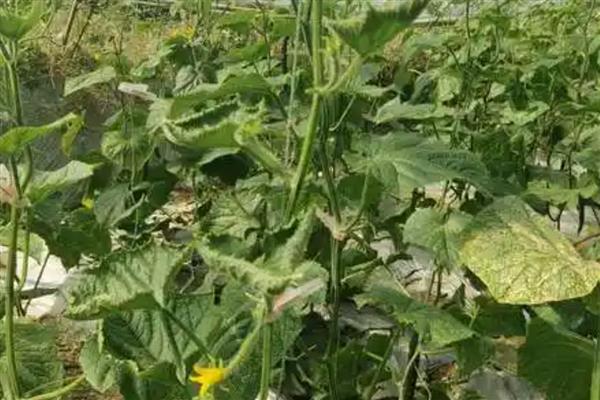 黄瓜卷叶的原因，可能是肥害严重导致