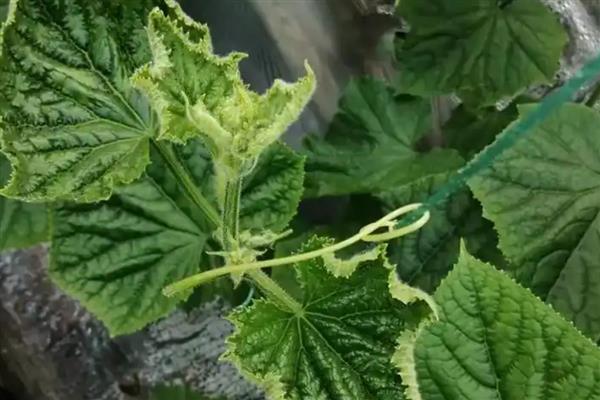黄瓜卷叶的原因，可能是肥害严重导致