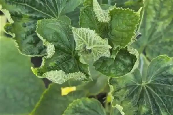 黄瓜卷叶的原因，可能是肥害严重导致