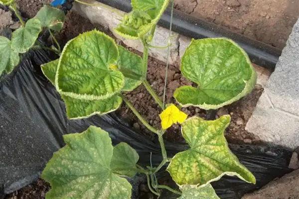 黄瓜卷叶的原因，可能是肥害严重导致