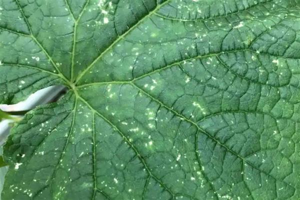 黄瓜卷叶的原因，可能是肥害严重导致