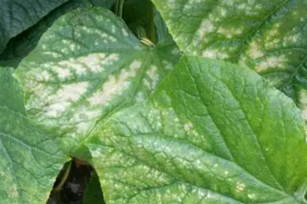 黄瓜卷叶的原因，可能是肥害严重导致