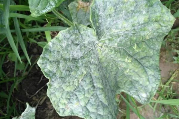 黄瓜卷叶的原因，可能是肥害严重导致