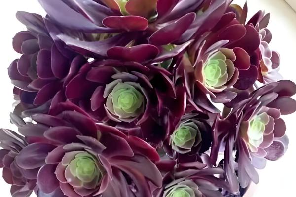 黑法师的花语，寓意庄严、美丽等