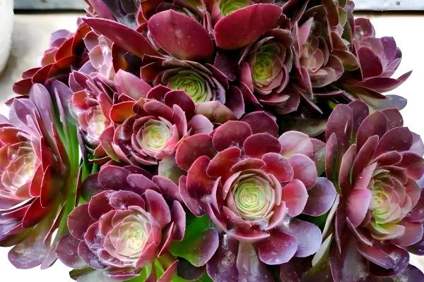 黑法师的花语，寓意庄严、美丽等