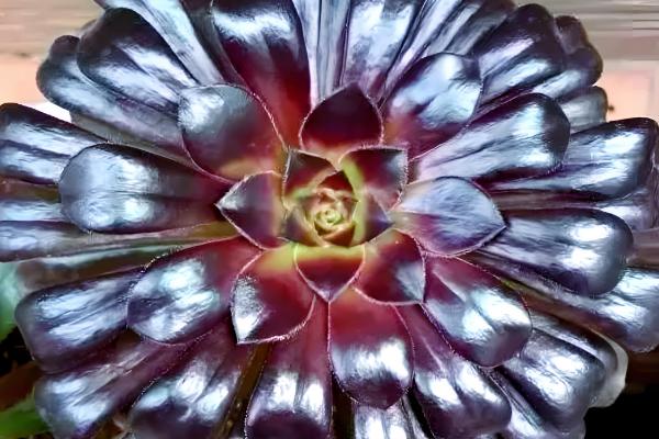 黑法师的花语，寓意庄严、美丽等