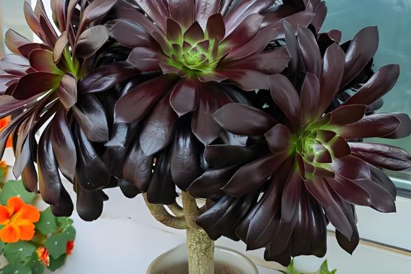 黑法师的花语，寓意庄严、美丽等