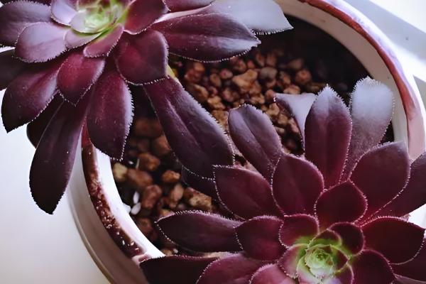 黑法师的花语，寓意庄严、美丽等