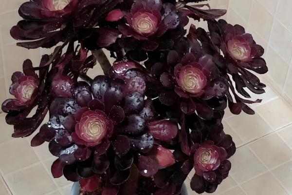 黑法师的花语，寓意庄严、美丽等