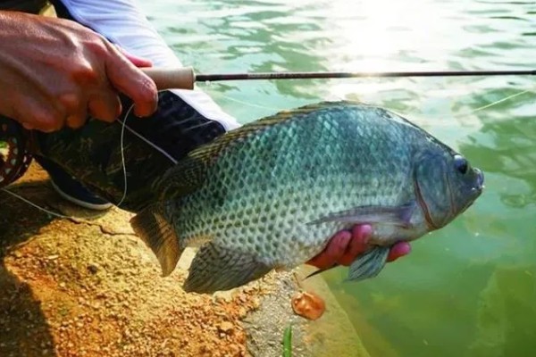 晚上能不能钓罗非鱼，适合将水草多、石头多的地方当作钓位