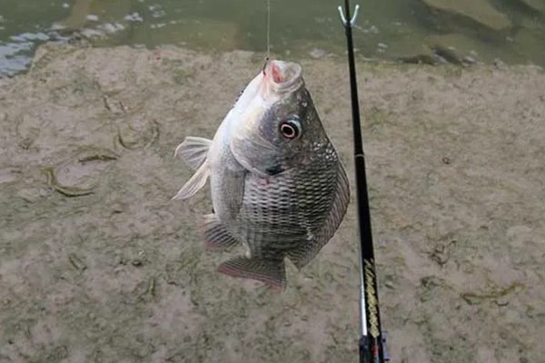 晚上能不能钓罗非鱼，适合将水草多、石头多的地方当作钓位