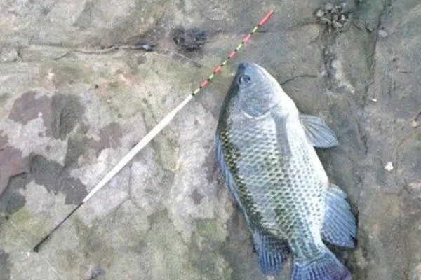 晚上能不能钓罗非鱼，适合将水草多、石头多的地方当作钓位