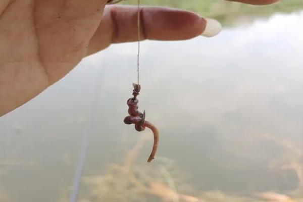 晚上能不能钓罗非鱼，适合将水草多、石头多的地方当作钓位