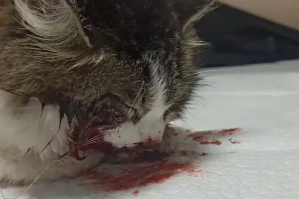 小猫吐血水的原因，可能是感染了猫瘟病毒