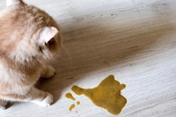 小猫吐血水的原因，可能是感染了猫瘟病毒