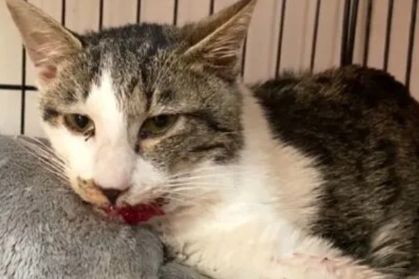 小猫吐血水的原因，可能是感染了猫瘟病毒