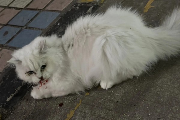 小猫吐血水的原因，可能是感染了猫瘟病毒