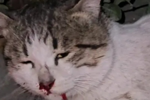 小猫吐血水的原因，可能是感染了猫瘟病毒