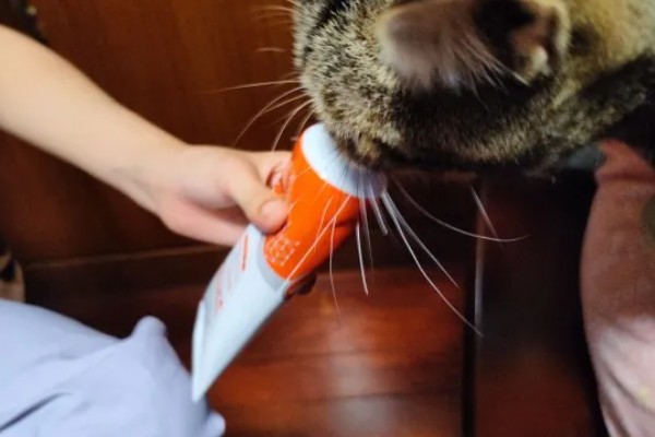 小猫吐血水的原因，可能是感染了猫瘟病毒