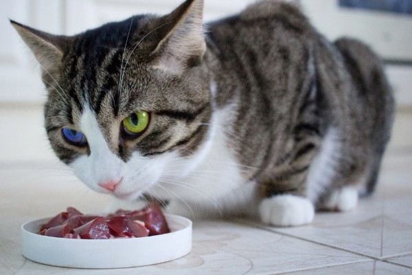 小猫吐血水的原因，可能是感染了猫瘟病毒