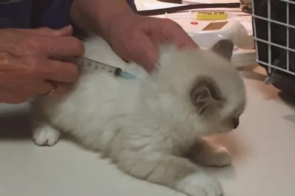 小猫吐血水的原因，可能是感染了猫瘟病毒