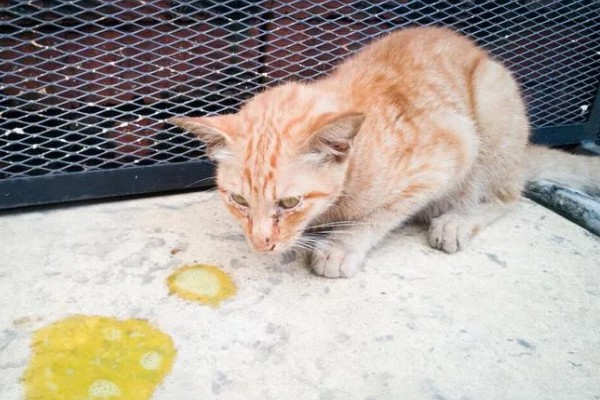 小猫吐血水的原因，可能是感染了猫瘟病毒