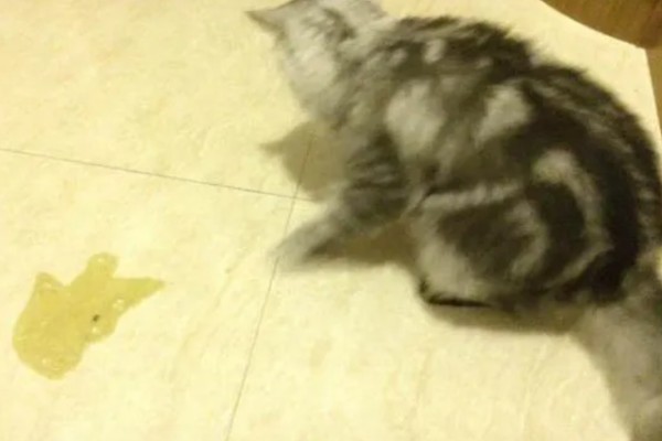 小猫吐血水的原因，可能是感染了猫瘟病毒