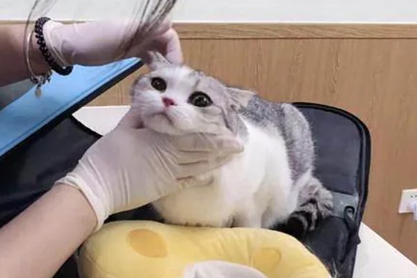 小猫吐血水的原因，可能是感染了猫瘟病毒