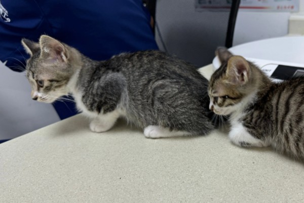 小猫吐血水的原因，可能是感染了猫瘟病毒