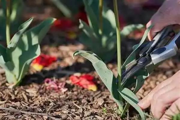 郁金香凋谢后怎么保存种球,可放在0-10℃的环境中冷藏