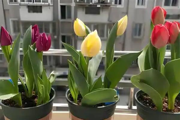 郁金香凋谢后怎么保存种球,可放在0-10℃的环境中冷藏