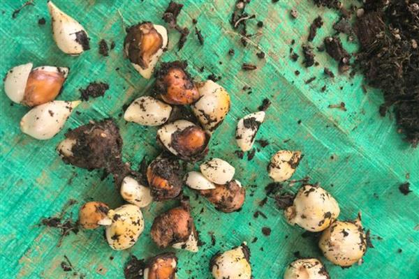 郁金香凋谢后怎么保存种球,可放在0-10℃的环境中冷藏