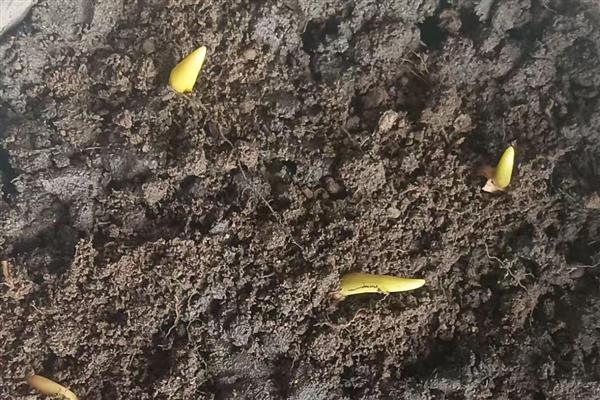 郁金香凋谢后怎么保存种球,可放在0-10℃的环境中冷藏