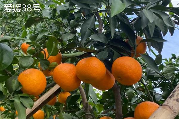 高端的柑桔品种，推荐爱媛38号、大分4号等