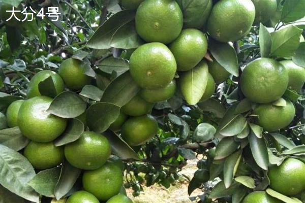 高端的柑桔品种，推荐爱媛38号、大分4号等