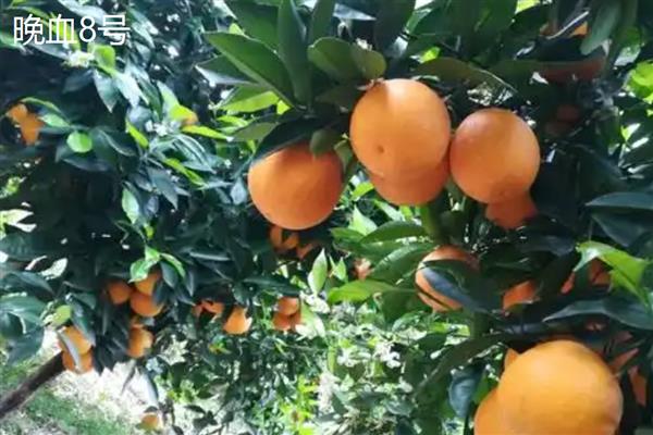 高端的柑桔品种，推荐爱媛38号、大分4号等