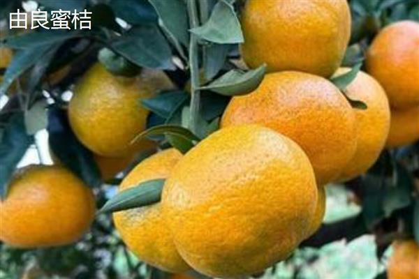 高端的柑桔品种，推荐爱媛38号、大分4号等