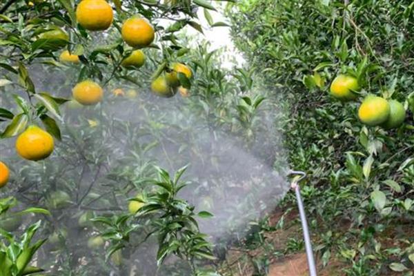 高端的柑桔品种，推荐爱媛38号、大分4号等