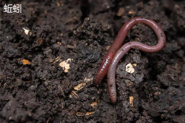 泥鳅和蚯蚓是一样的吗，二者的类别和体型就不同