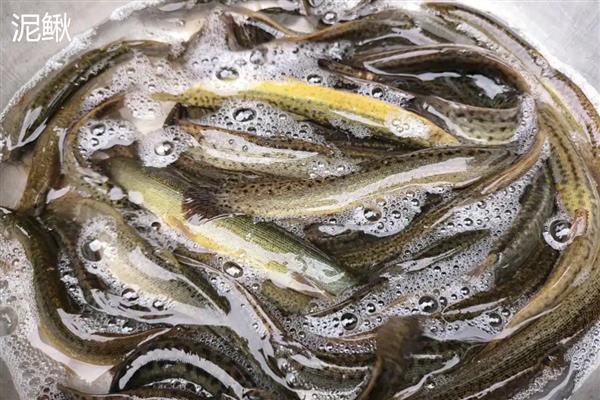 泥鳅和蚯蚓是一样的吗，二者的类别和体型就不同