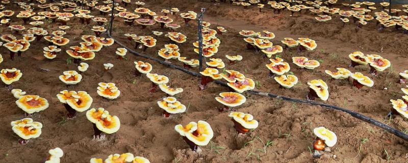 种植灵芝的注意事项，时间以4-5月份为宜