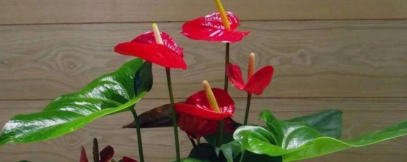 红掌能放在客厅吗，可以放在客厅