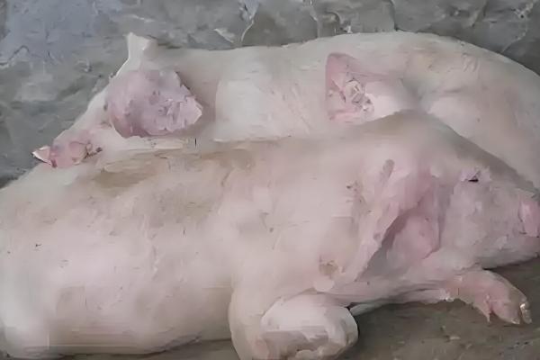 猪患上水肿病如何处理,紧急接种疫苗可控制疫情