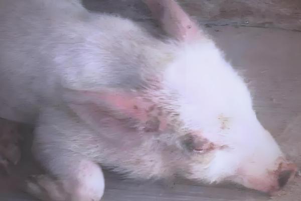 猪患上水肿病如何处理,紧急接种疫苗可控制疫情