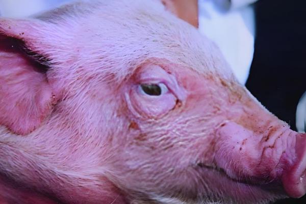 猪患上水肿病如何处理,紧急接种疫苗可控制疫情