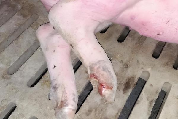 猪患上水肿病如何处理,紧急接种疫苗可控制疫情