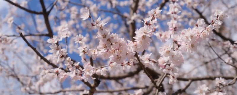 樱花香吗，樱花的香味非常浅淡