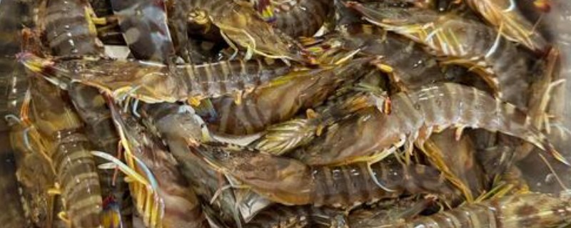 基围虾与明虾有什么区别，生长环境、外观、体型均不同