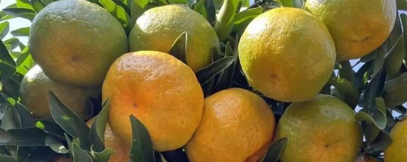 我国有什么优质的芦柑，永春芦柑在国内外市场上享有盛誉