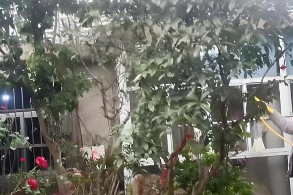 玉兰树叶子发黄枯萎怎么解决，可以适当修剪并喷洒药剂